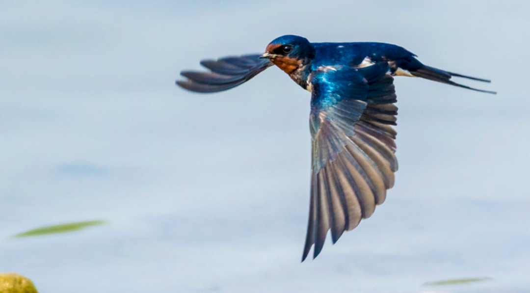 不适合"落地",它有腿也有脚,但是都又短又弱,这导致它们无法像其它鸟