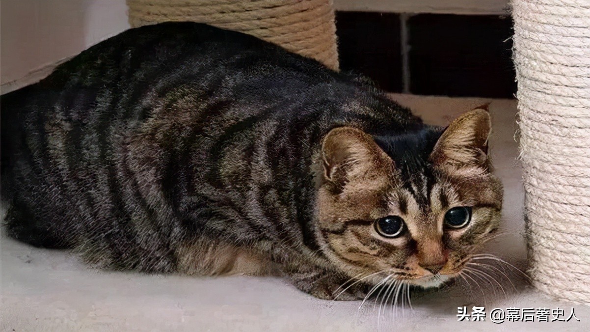 努力十多年都没有获得CFA的认证，中国狸花猫差在哪里？