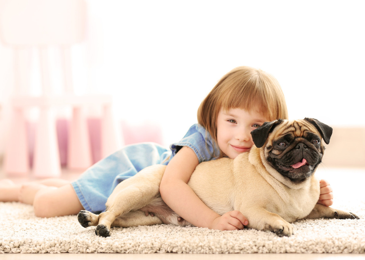 说巴哥犬难养的,却不知道有这些“好处”,养了没后悔过!