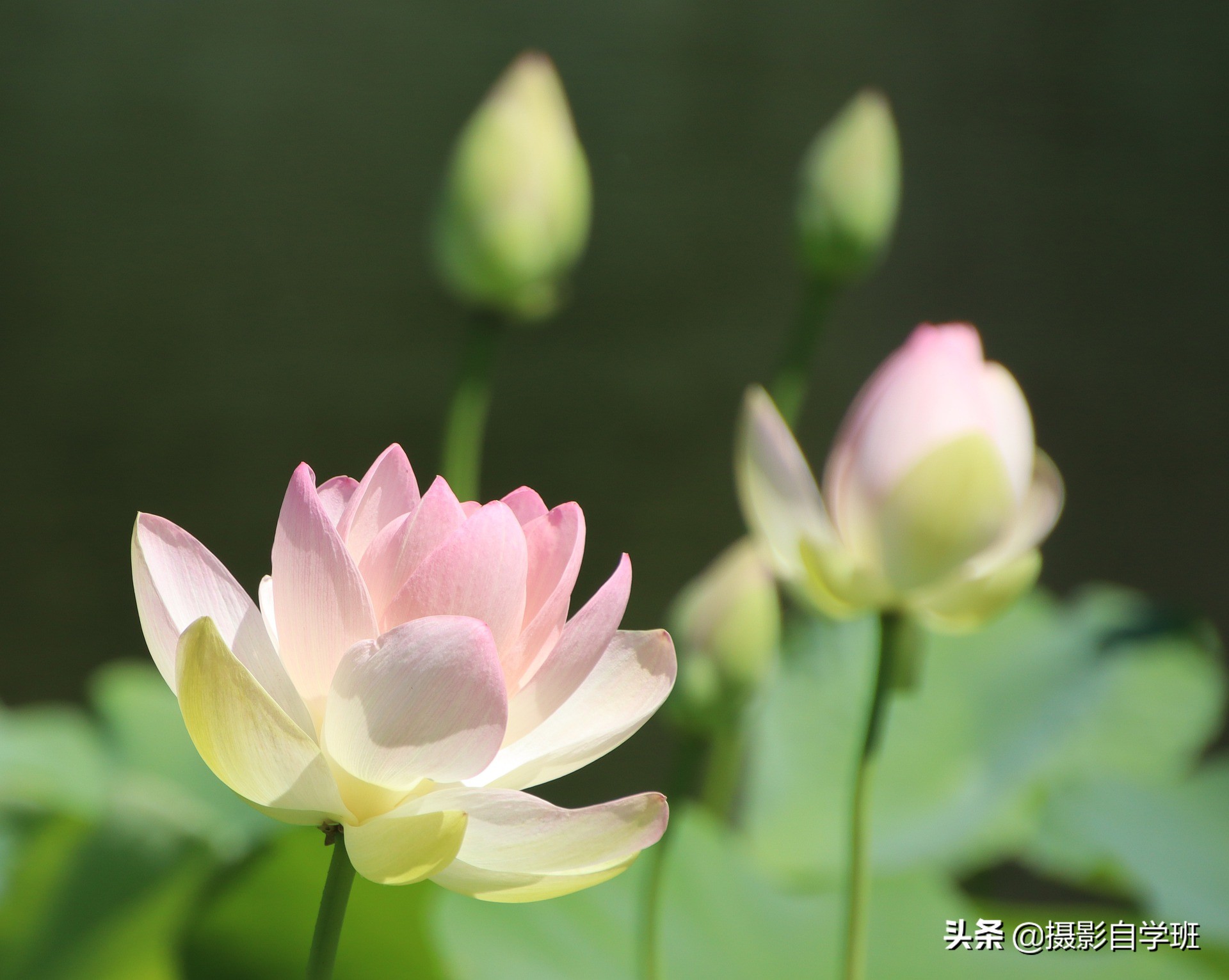 莲花的图片(用9组荷花对比照片) - 赤虎壹号