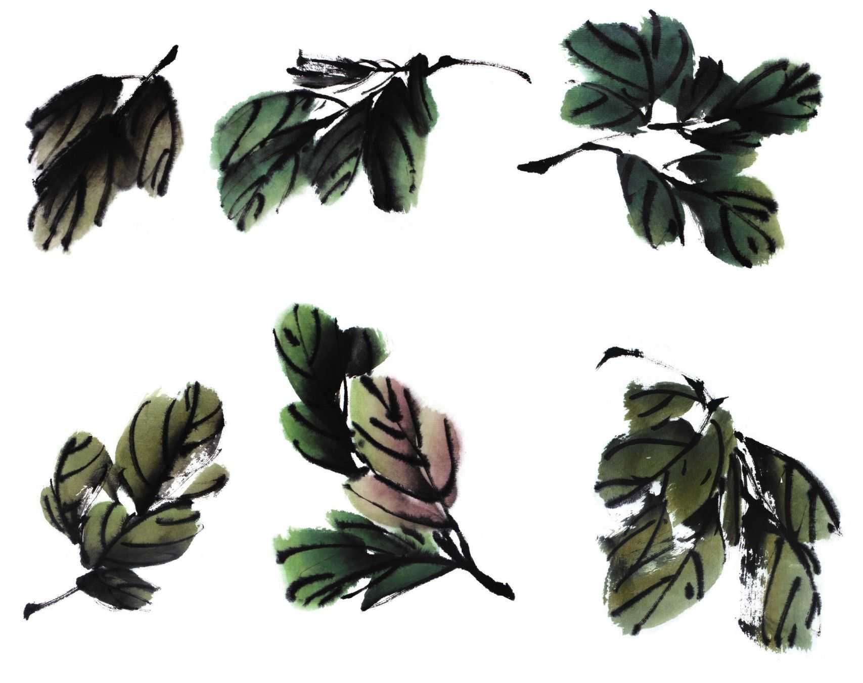 零基础国画教程:分步骤讲解牡丹叶子画法,简单易学,一起来临摹