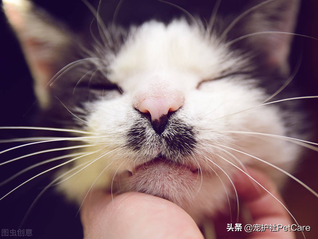 狗狗猫咪鼻子干燥的原因及应对方法