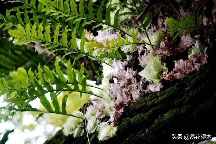 蕨类植物|槲蕨生长奇特,倩丽高雅,如何栽培养护?