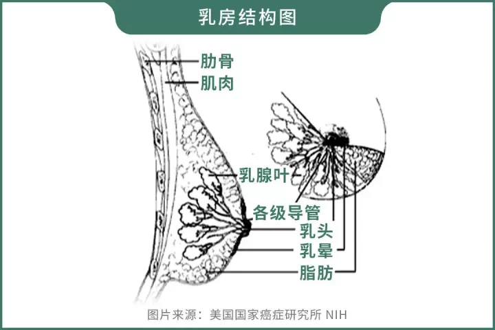 五花八门的丰胸方法,到底哪种更靠谱?如何科学丰胸?