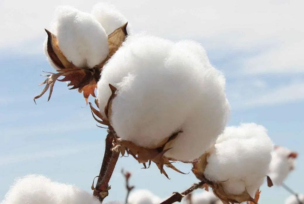 到底什么样的棉花才是好棉花？谁能PK新疆长绒棉？