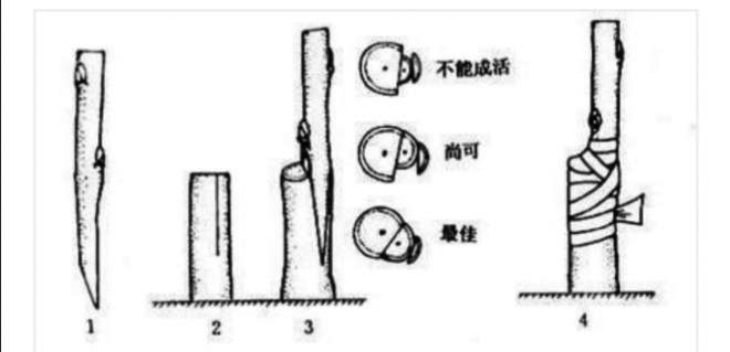 樱花样子的介绍（干货分享樱花的形态特征）