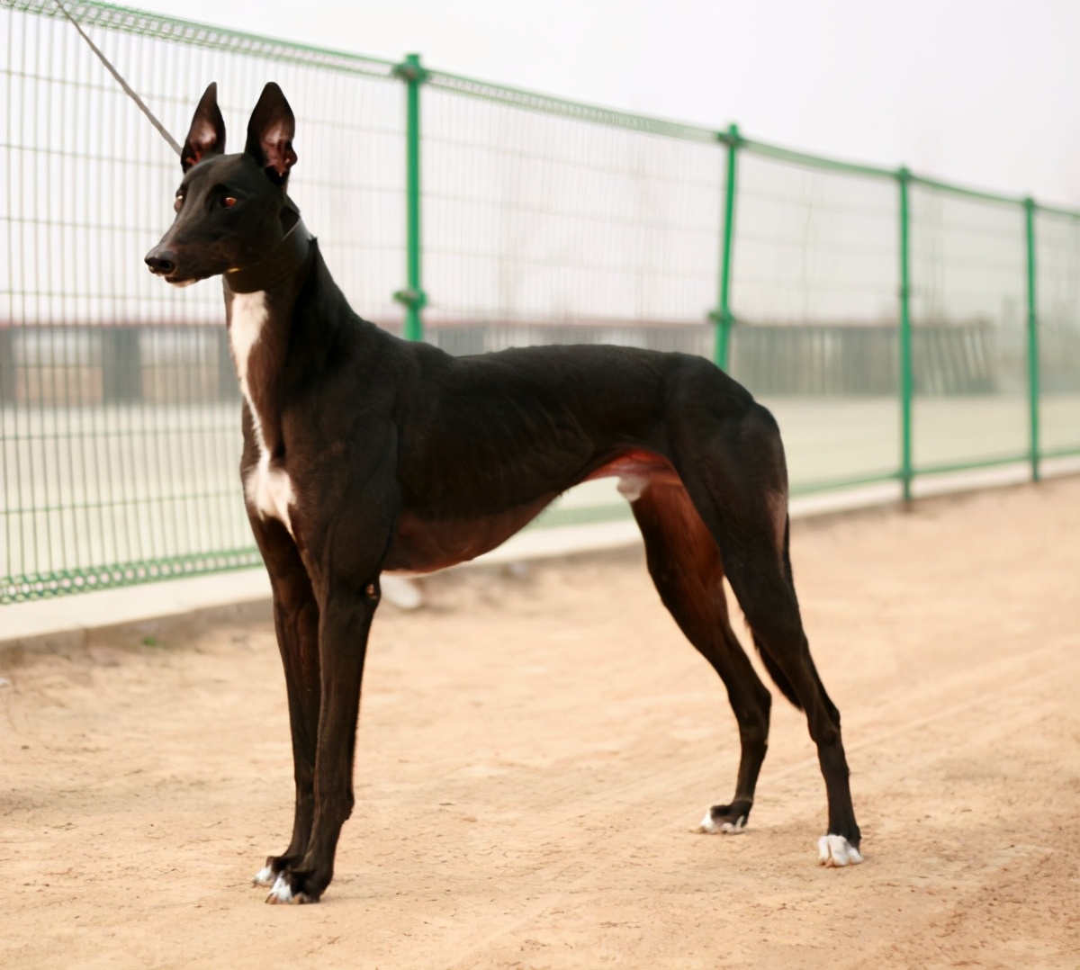 就格力犬这运动量和奔跑速度,铲屎官带出门遛狗,怕不是狗在遛人,直接