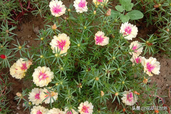 太阳花的花语是什么？