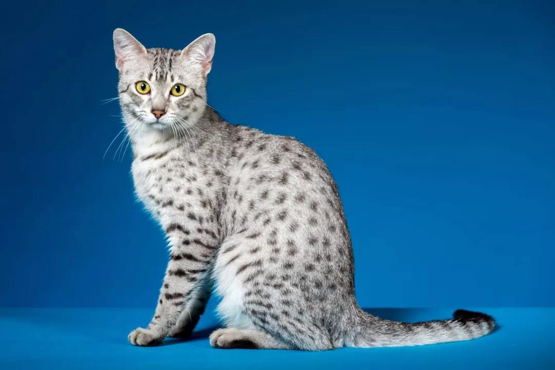 猫咪寿命排名：寿命最长的10种猫，每只都是“长寿喵”