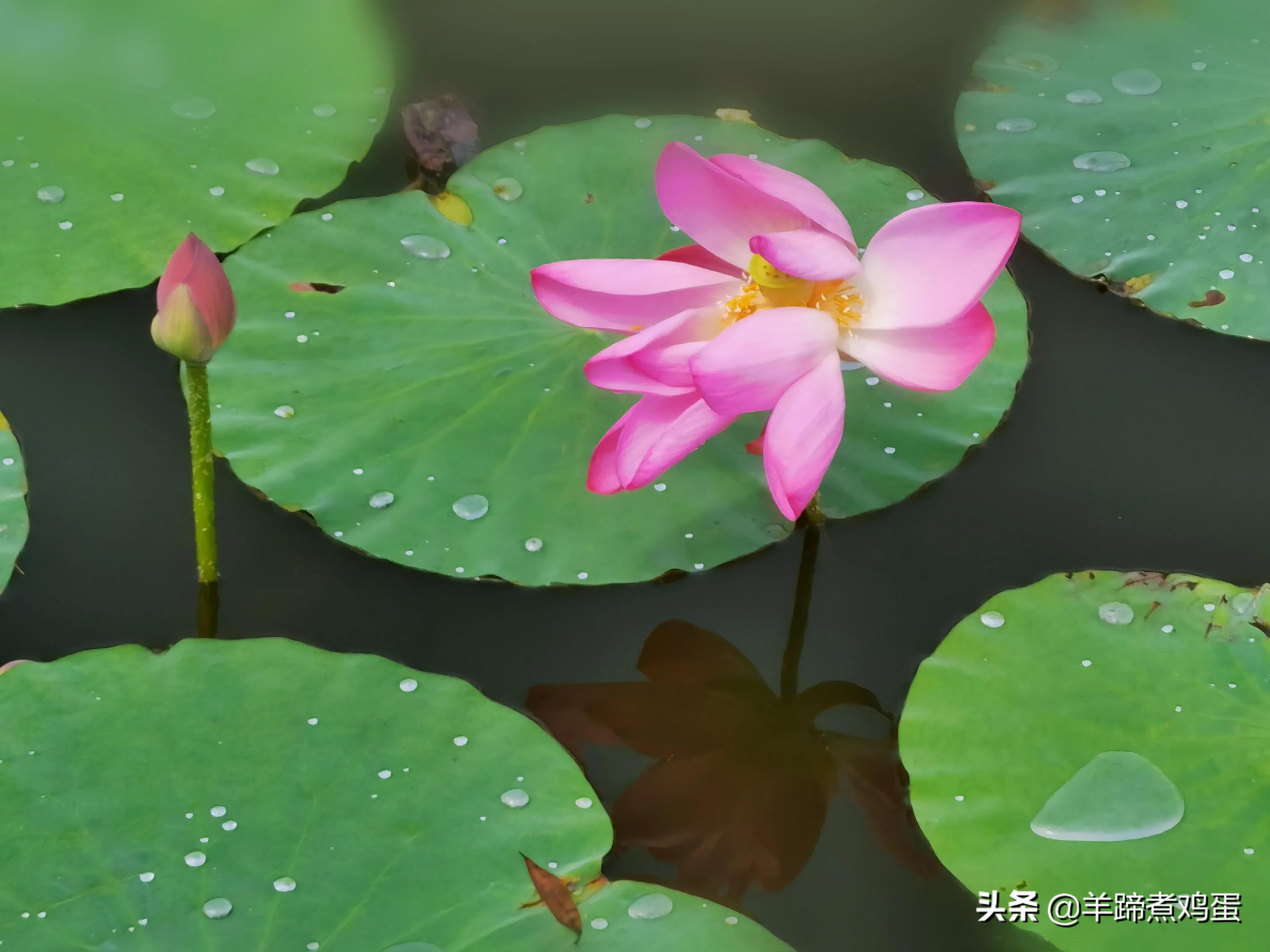 淫雨唤云行日隐耀霞红--雨后北京云空的美丽身影留下霞浓