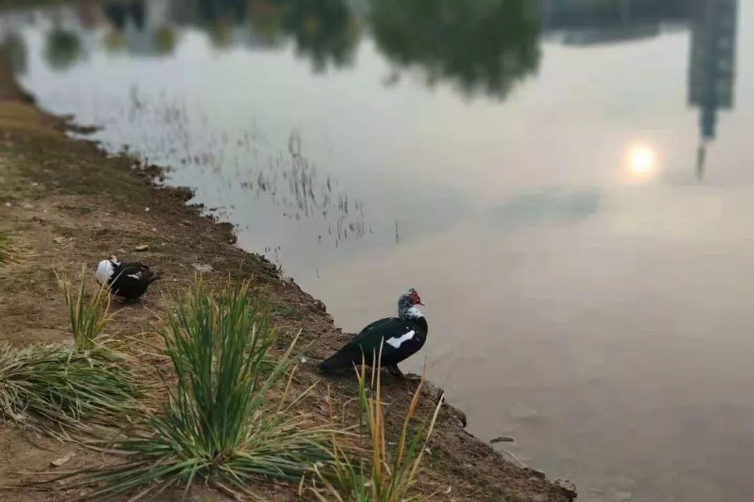 神奇动物在哪里？这些大工校园里的神奇动物你们见过哪些呢？