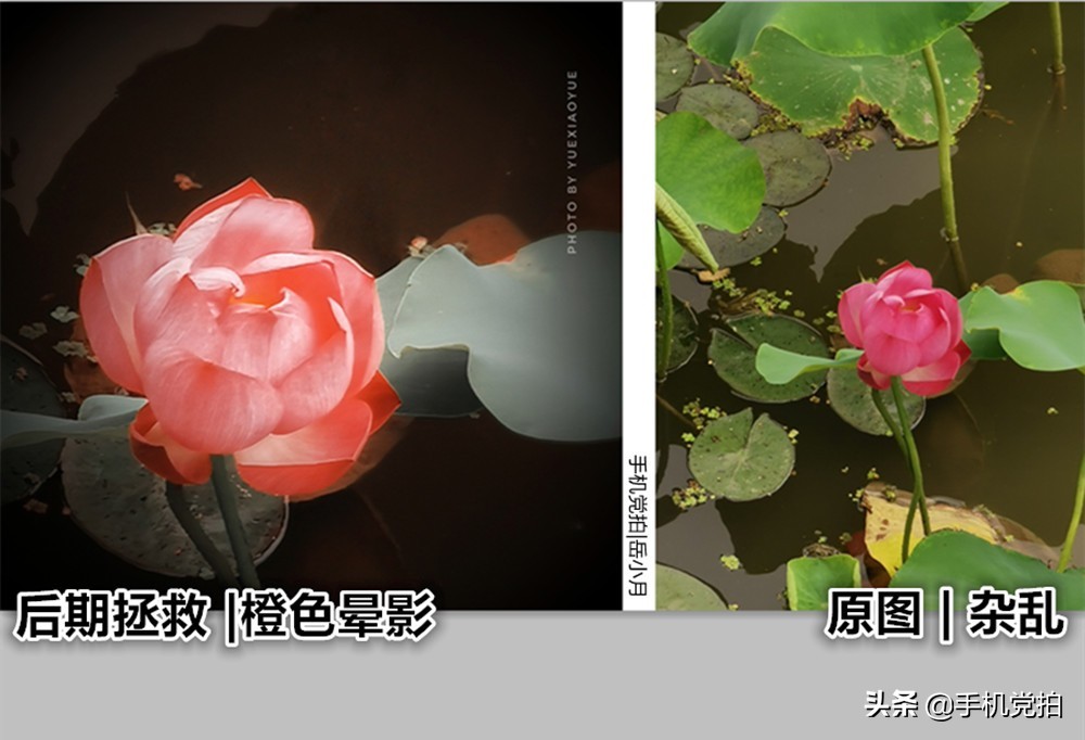 拍的荷花太普通？教你手机后期调出“高级橙”｜秒变美