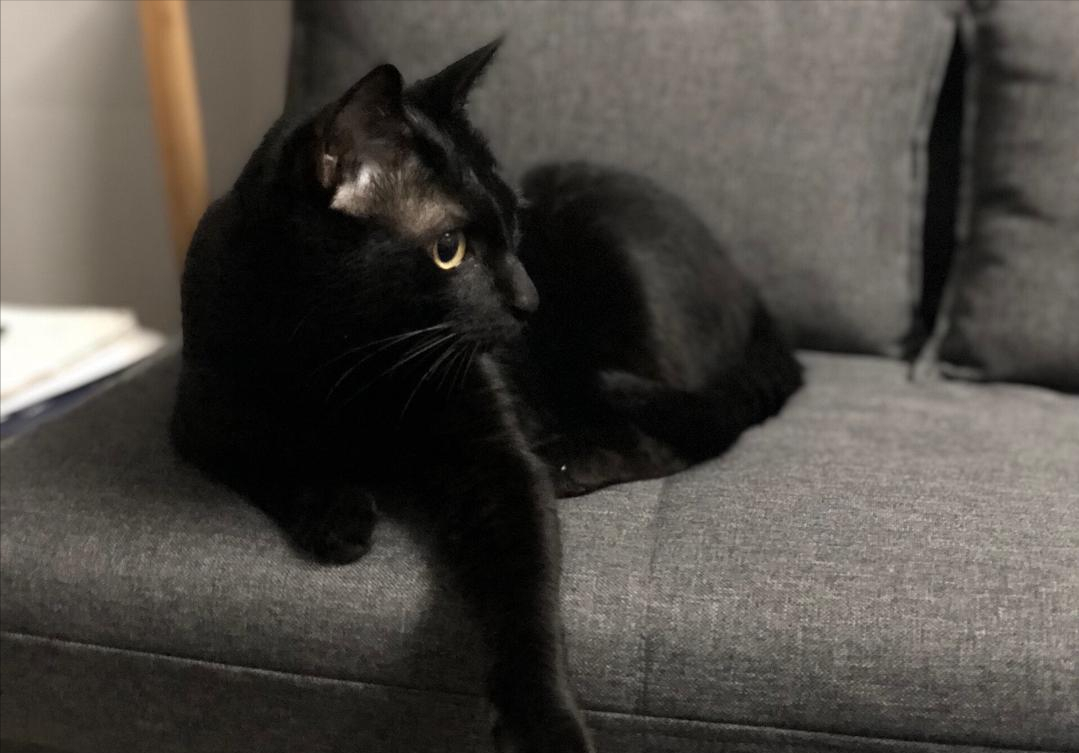 纯黑的猫一般人养不了（少人养黑色的猫的原因）