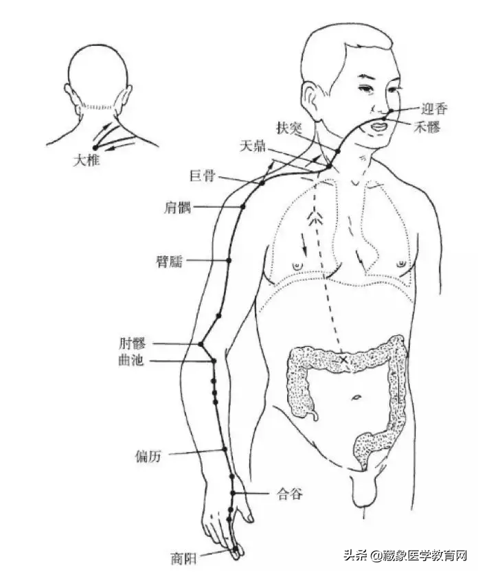你了解经脉吗？十二经脉的位置、走向规律、交接规律及分布规律