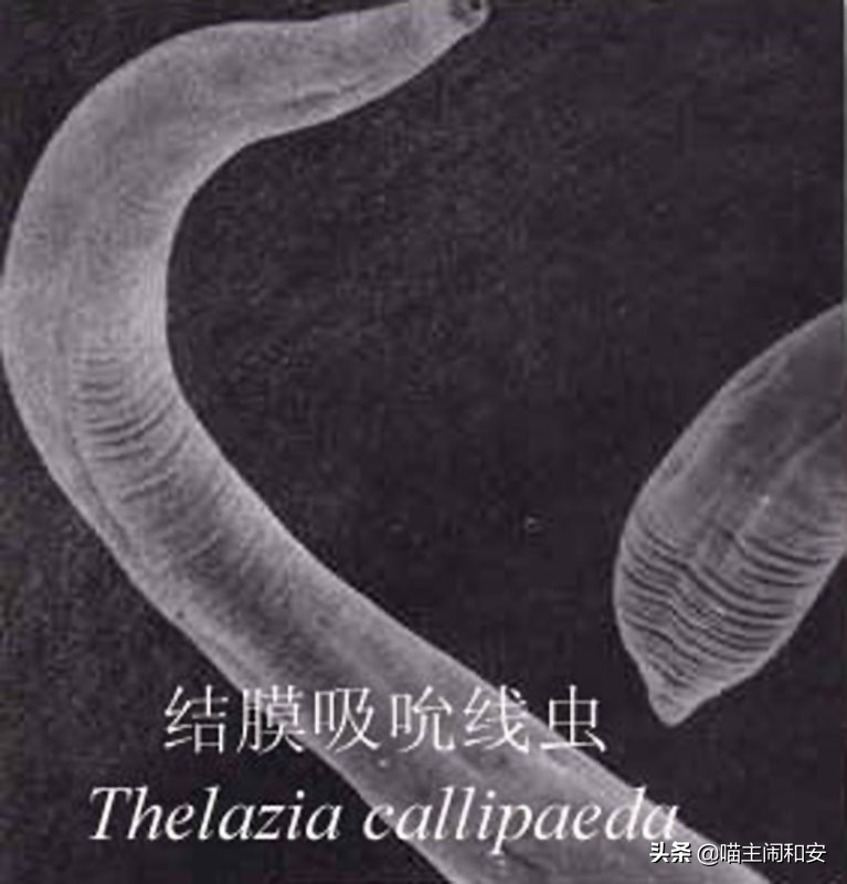 猫眼睛红肿眼屎增多是眼部炎症？及时确诊，有可能是眼线虫惹的祸