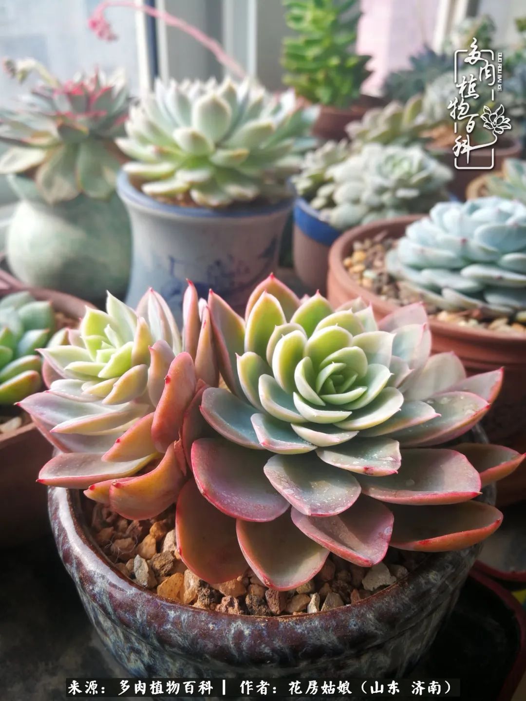 人生苦短，岁月情长！一餐美食、一朵花开，体味感动与温情！