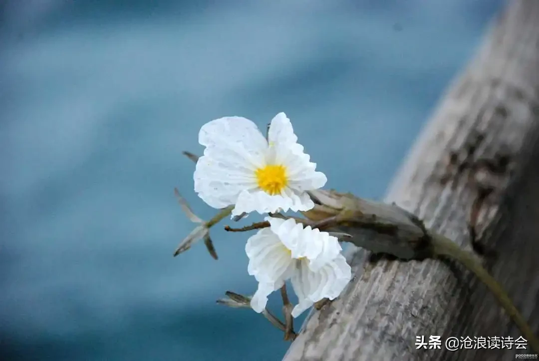 五月，你好！51首好诗送给流年，愿你风雨珍重，不负青春