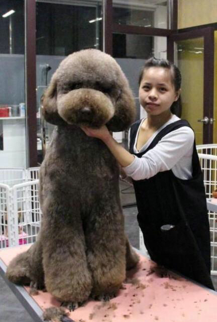 巨贵多少钱(价格高的) - 价格百科