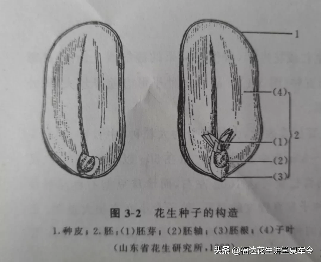 种花生必须了解花生种子的形态结构？花生为何会在地里发芽？