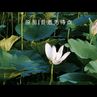 拍的荷花太普通？教你手机后期调出“高级橙”｜秒变美