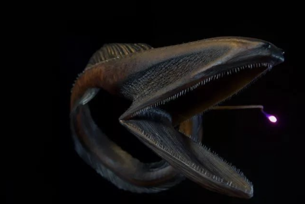 美洲黑带龙鱼图片