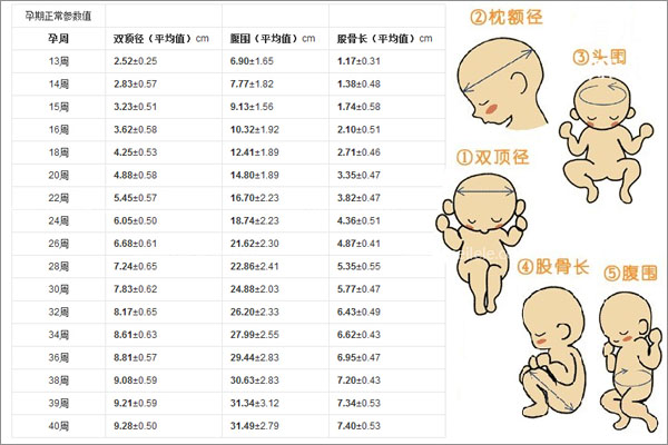 什么是双顶径，双顶径多少就可以生产了？孕妈早知道早受益