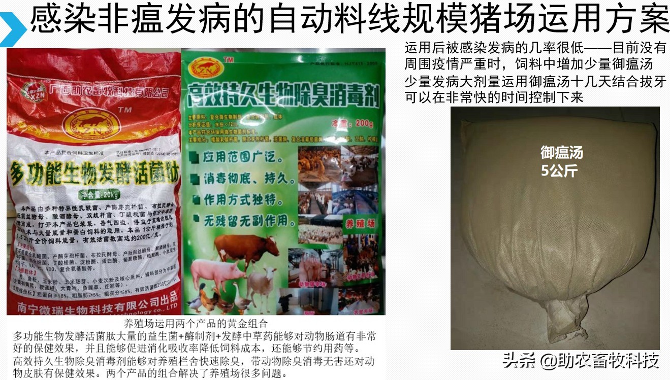 非瘟的症状及表现猪（非洲猪瘟的临床症状及快速净化技术）