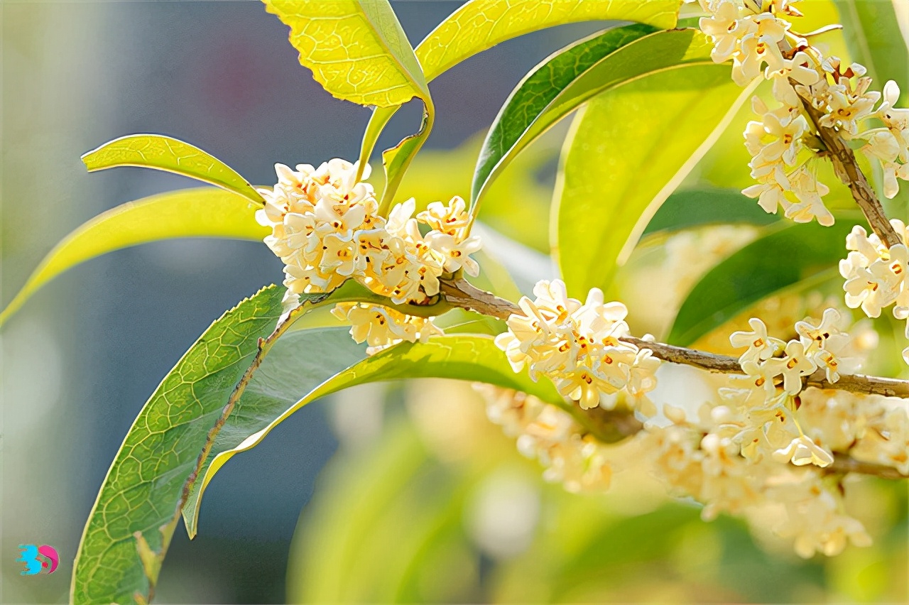 桂花茶怎么做（干货分享桂花茶的制作方法）