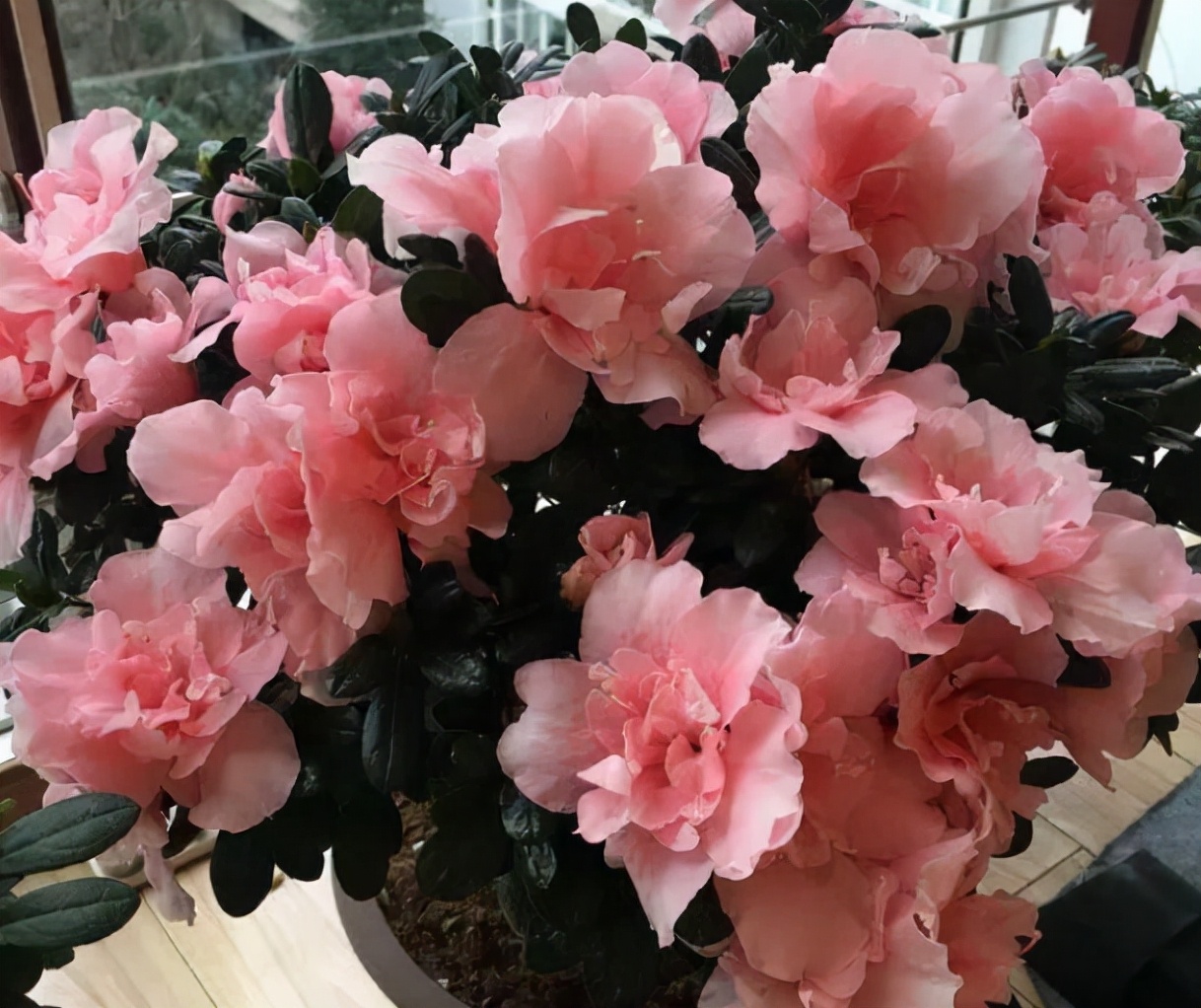 5种娇气花,冬天很难养活,新手慎养