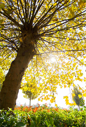 面向全国29个省份招生，河南农业大学2020招生计划确定