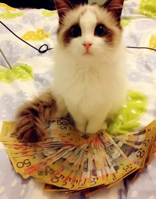 关于招财猫
