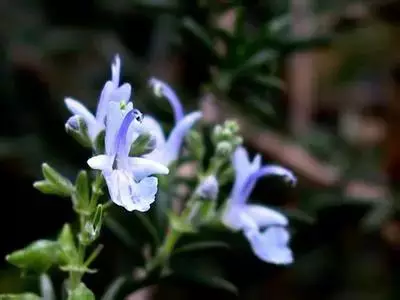 100种花的花语，太全了！ 第63张
