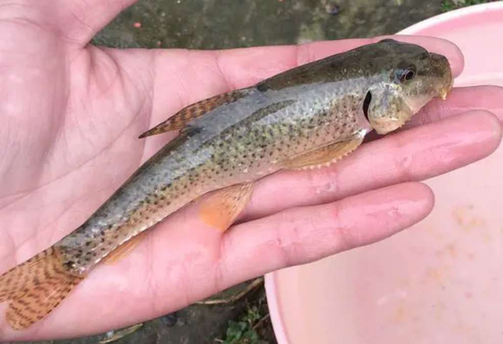 一種小型原生魚,被稱為冷水清道夫,它們成為了原生觀賞魚的新寵