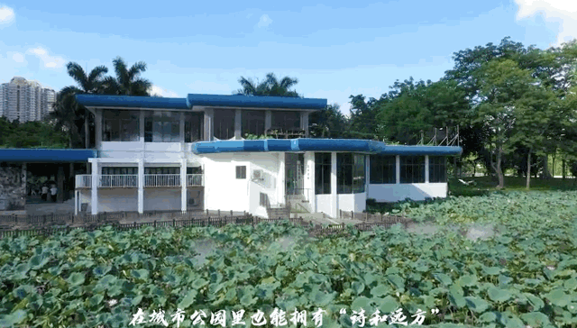 深圳十大免费特色的湖泊公园