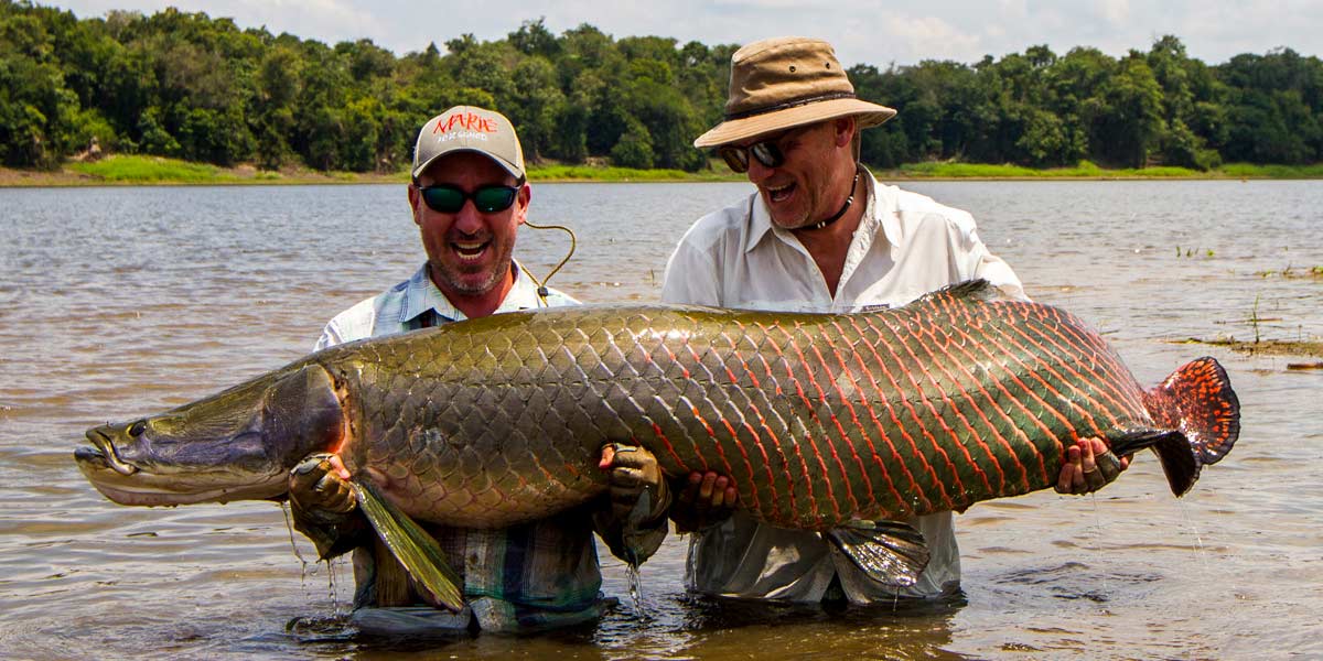 图注:捕获的巨骨舌鱼世界上最危险的淡水生物大多都生活在亚马逊河里