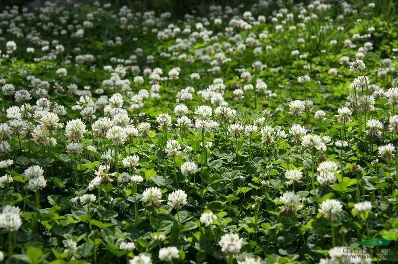 白花车轴草是三叶草吗（白三叶草植物的习性特征）