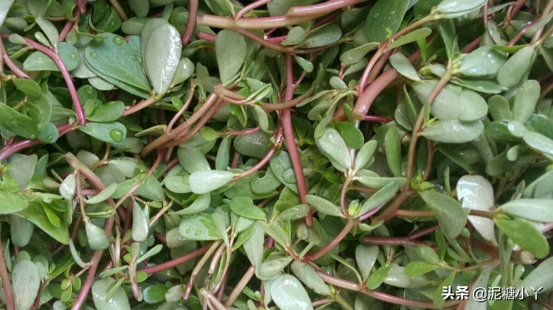 农田野草马齿苋,食用价值高,好种易活,方法很简单