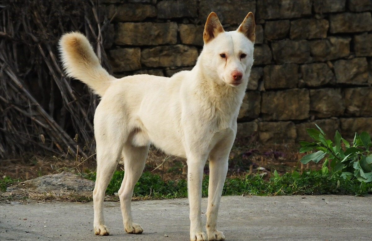 忠诚犬界六杰：守护一生的伙伴