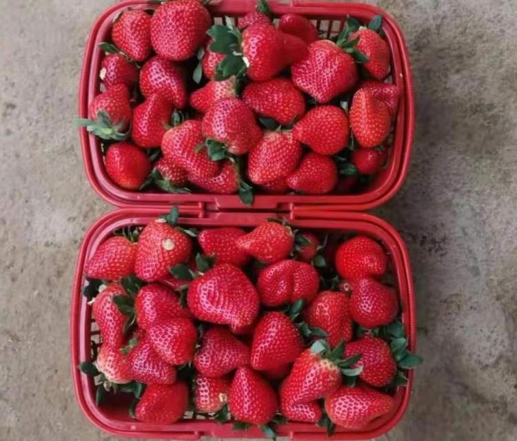 “莓”好时光！上海本地冬草莓今起上新，更白、更甜的新品“天使8号”两周后见
