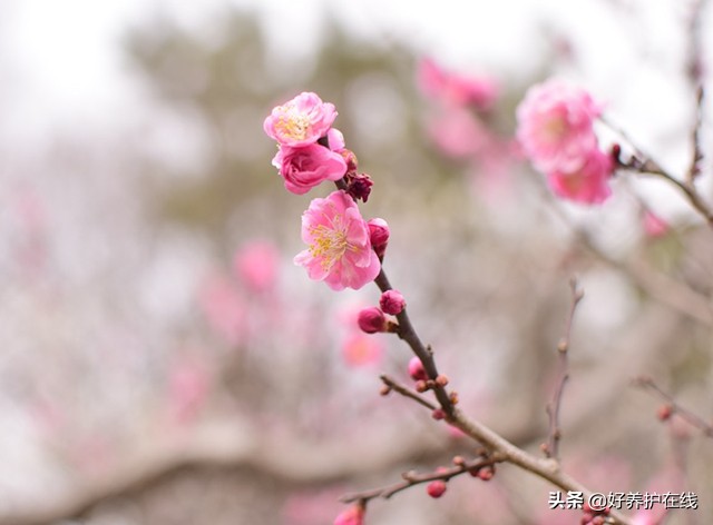 梅花颜色有哪些（品赏梅花时缺一不可的５个方面）