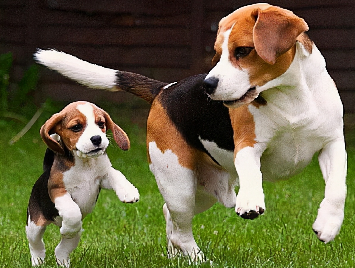 比格犬是一只对主人很忠诚的狗狗,而且它还是发挥着重要作用的试验犬