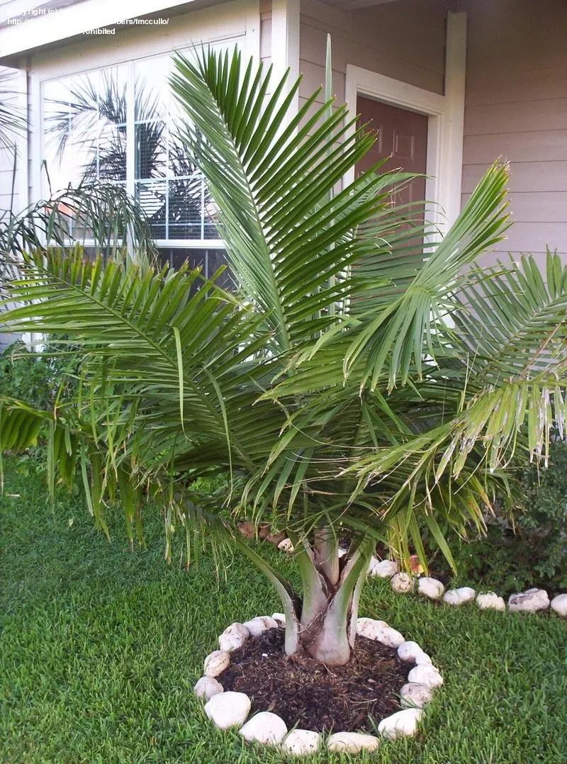 五种特别有热带风情的棕榈植物，很适合养在客厅和办公室