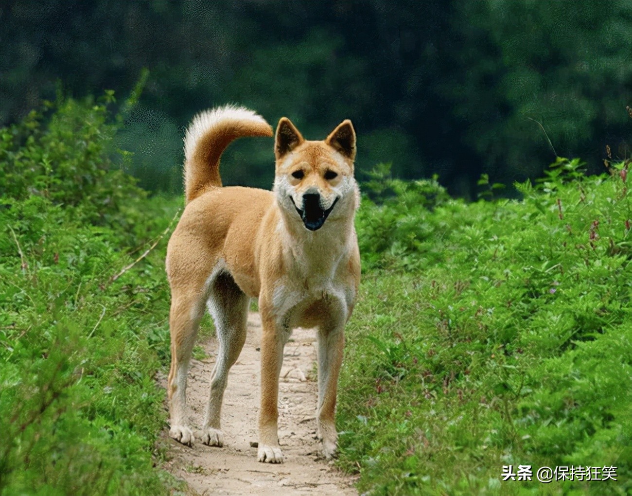 世界十大最忠诚的狗综合指数排名 中华田园犬高居前三名