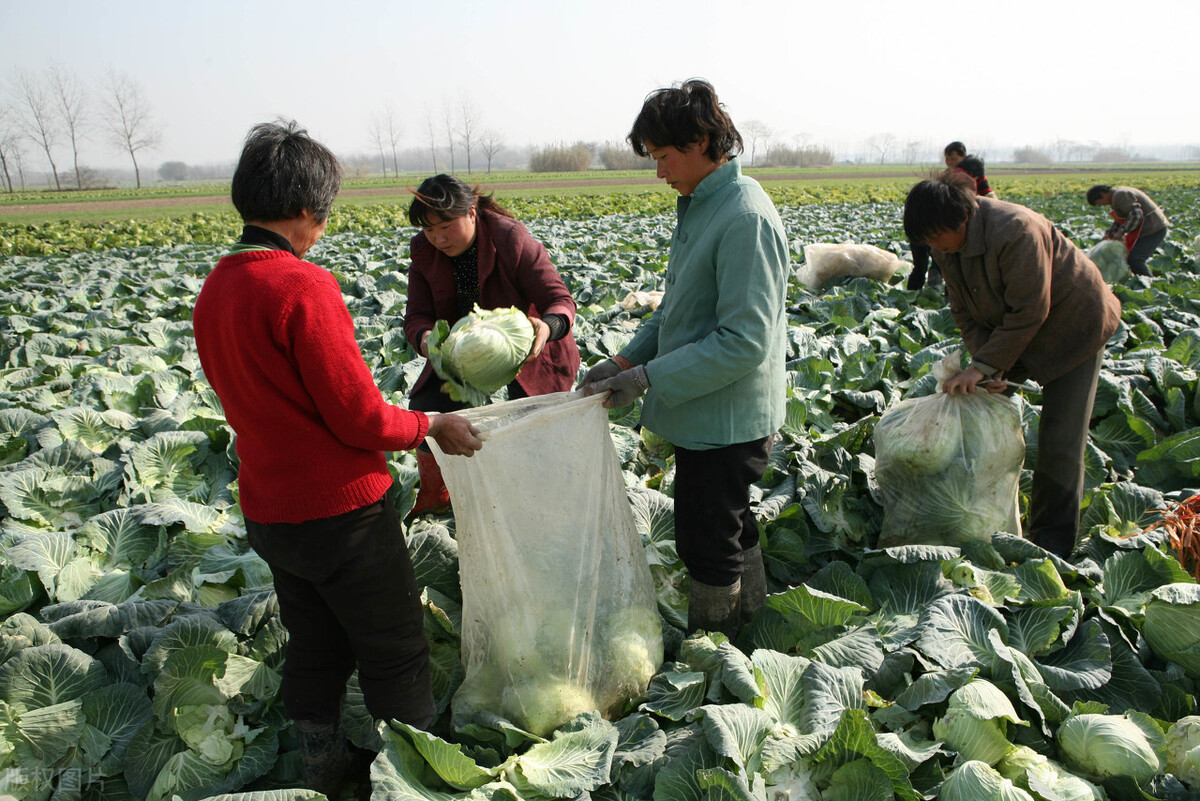 甘蓝菜图片,甘蓝菜图片大全