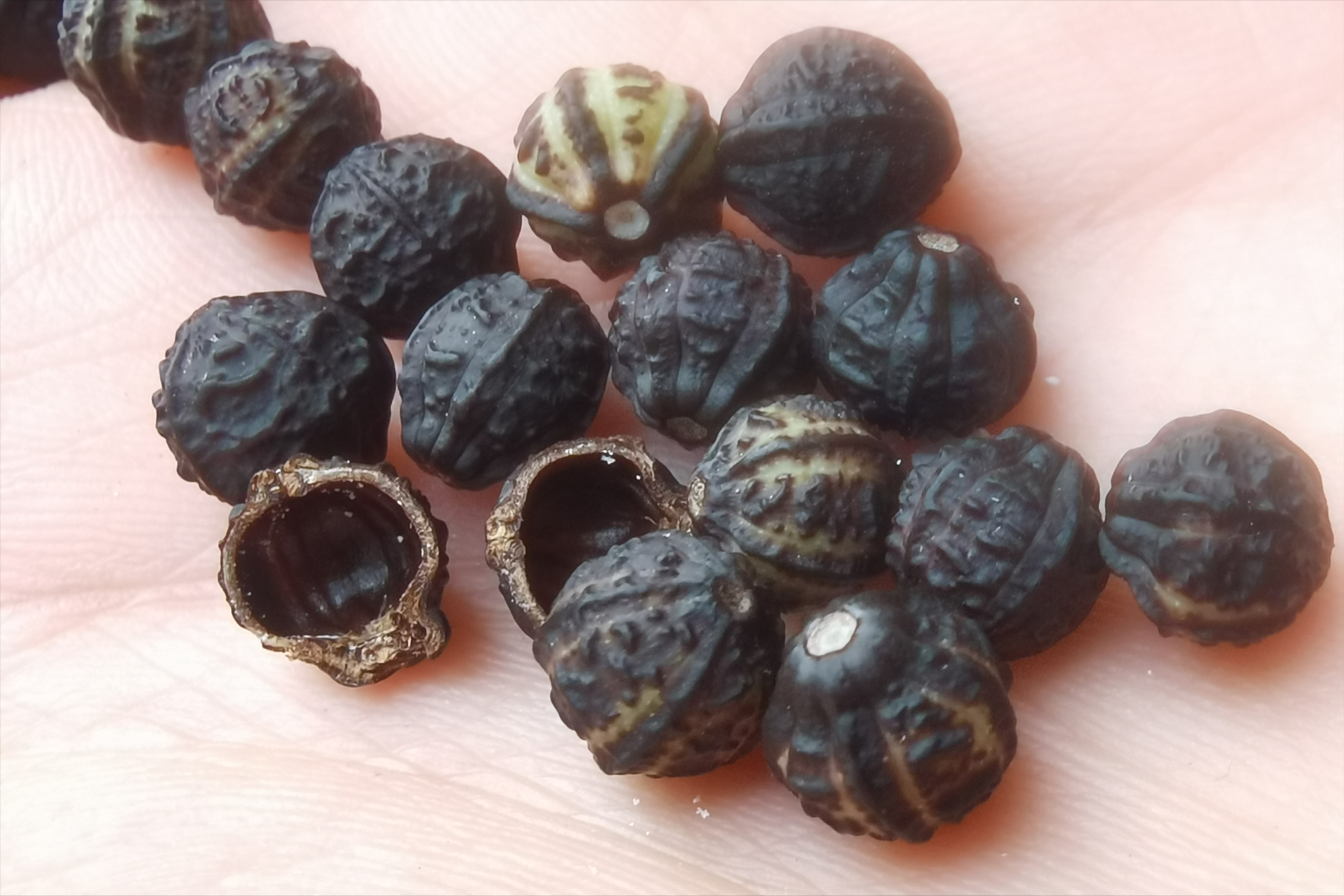 农村野花"胭脂花",脸上粉刺的克星,采集果子没想到价值这么高