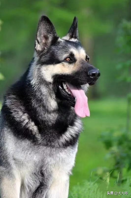 猛犬大对决,国产狼犬三杰,昆明狼青莱州红犬和德国牧羊犬