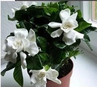 养栀子花，选对“品种”，花开300天，仙气飘飘，花香四溢！
