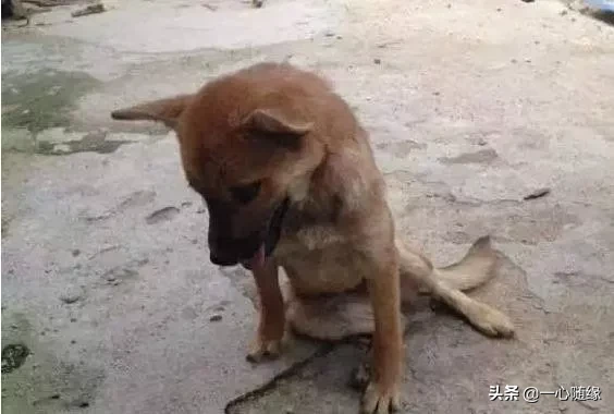 狗狗为求主人不杀,寒风中下跪一小时(狗狗求主人原谅)