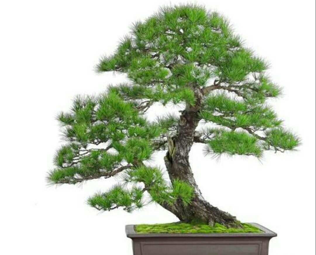 山松枝干苍劲,针叶秀美,如何做成盆景来观赏?