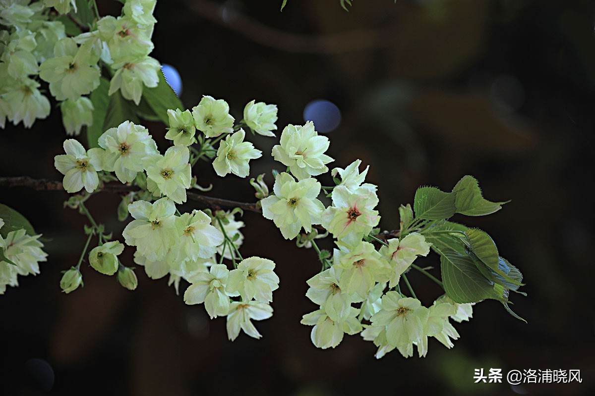 日本樱花文化（内涵揭秘日本樱花文化背后的冷知识）